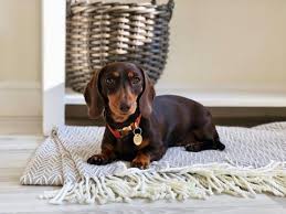 Surprisingly not everyone likes dogs, but even these people might be more tempted to return the dog. What Details Should Be On A Dog Id Tag In The Uk Noggins Binkles