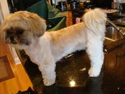 More images for shih tzu hairstyles short » Short Puppy Cut Shih Tzu Cuteanimals