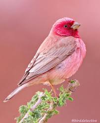 Ave You Ever Seen A Pink Bird A Beautiful Pink Colour Rosefinch Photo By Birddetective Wildlifeonea Beautiful Birds Most Beautiful Birds Pretty Birds