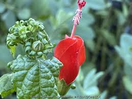 Image result for Malvaviscus