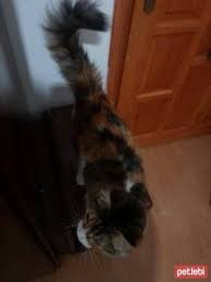 Ucretsiz Kedi Sahiplendirme Platformu Kedi Hayvan Evcil Hayvanlar