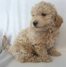 See more of ohio goldendoodle puppies on facebook. Mini Goldendoodle Wisconsin Mini Goldendoodle