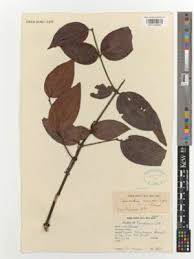 Image result for Ancylobothrys amoena