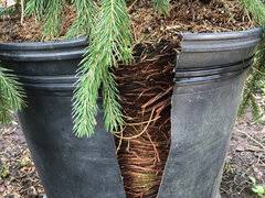 The key is trimming branches back to a side br. Weeping Norway Spruce Need Help Training Currently Too Short