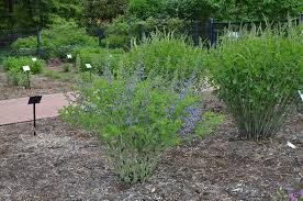 Image result for Baphia multiflora