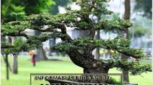 Jual Bonsai Langka Lamtoro Lohan Landepan Lokal Lampung Vimore Org