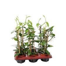 It is the only orchid widely used for industrial purposes in flavoring such products as foods, beverages and cosmetics, and is recognized. Orchideeen Vanilla Planifolia Florastore