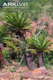 Image result for Encephalartos senticosus