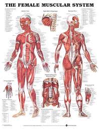 Women can't build muscle as effectively as men. Muscle Chart Poster Rasem