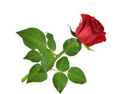 (redirected from a rose by any other name). A Rose By Any Other Name Insightfulaccountant Com