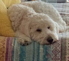July 18, 2021available date (ready to go home): Golden Doodle Puppies For Sale Bastrop Tx 321201