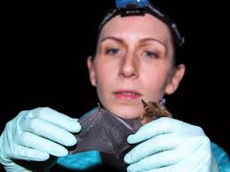 On U-M Gateway: First genetic evidence of resistance in some bats to  white-nose syndrome, a devastating fungal disease