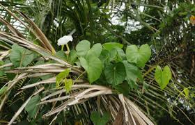 Image result for Ipomoea violacea