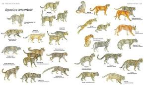Cat Chart Types Of Wild Cats Wild Cat Species Cat Species