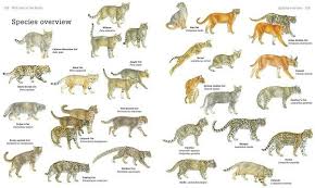 cat chart types of wild cats wild cat species cat species