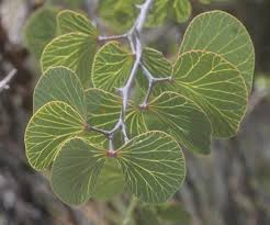Image result for Manulea crassifolia