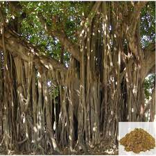Several species of birch (betula spp.) are prized as shrubs or midsize trees for their fast growth rate and showy bark. Buy Aalam Pattai Banyan Tree Bark Powder Canada Free Expedited Shipping Indianproductsshop Com