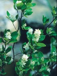 Native new england plants new england habitat gardening blog. Fs1140 Incorporating Native Plants In Your Residential Landscape Rutgers Njaes