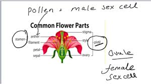 Extreme in case of hazelnuts, and other plant were wind will transport pollen. Flower Parts 1 Youtube