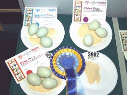 araucana eggs