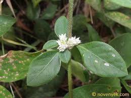 Image result for Alternanthera caracasana