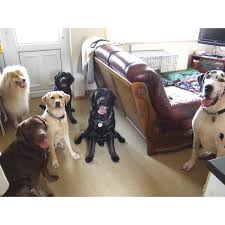 Explore other popular pets near you from over 7 million businesses with over 142 million reviews and opinions from yelpers. Minezara Home Boarding Services Boarding Kennels Yell