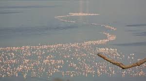 File:Pink Flamingoes near Sewri Fort ...