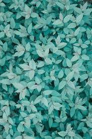 Fondos Turquesa Tumblr Flower Wallpaper Iphone Wallpaper Cute Wallpapers