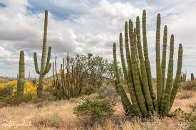 The highest and the most prominent mountain is mount ajo. Organ Pipe Cactus National Monument Lohnenswerter Abstecher Auf Dem Weg Nach Tucson