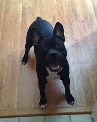 All hybrid or designer dogs are tough to get a good read on as there isn't much history to them. American French Bull Terrier Dog Breed Information And Pictures
