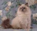 Himalayan Kittens For Sale - Doll Face Persian ...