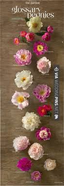 The Definitive Guide To Peonies Check Out More Wedding Flower Floral Ideas At Weddingpins Net Weddings Flo Pretty Flowers My Flower Flower Arrangements