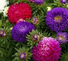 Aster Seeds Colour Carpet Mix Flower Seeds In Packets Bulk Eden Brothers Flower Seeds Flower Pots Flowers Perennials
