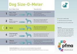 Can I Give My Dog Human Vitamins Supplements Shih Tzu 4u