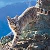 Colocolo (from mapudungun colocolo, mountain cat) was a mapuche leader (cacique lonco) in the early period of the arauco war. 3