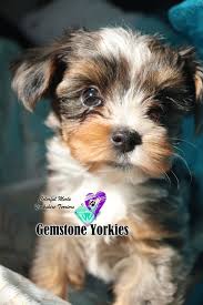 I have been raising the toy and standard size yorkie breed for over 18 years. Rare Exotic Colored Yorkies Merle Yorkies Usa Teacup Puppies Merle Yorkie Puppies For Sale Merle Yorkies Califorina Near Me Gemstone Yorkies Boutique Exotic Rare Yorkies Merle Yorkies Breeder California Teacup Yorkie Puppies