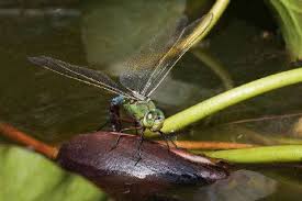 Image result for Pterygota