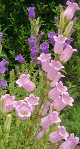 Pink And Purple Campanula Garden Flowers Beautiful Flowers Flowers Nature Flower Aesthetic