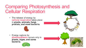 Take place in the cytoplasm and results in one glucose molecule being converted into two pyruvate molecules. Cellular Respiration Unit 4 What Is Cellular Respiration Cellular Respiration Ppt Download