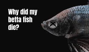 Check spelling or type a new query. Dead Betta Fish Why Did My Betta Fish Die