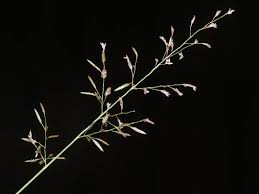 Image result for Eragrostis dinteri
