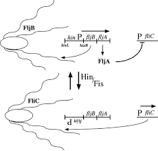 Flagellar Phase Variation In Salmonella This Figure Is Reproduced Download Scientific Diagram