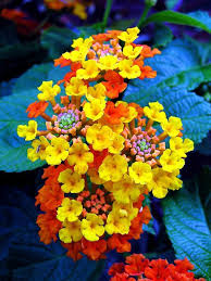 Many types of orange flowers or yellow flowers grow during summer, which makes them perfect to make any garden brighter. Pin On Summer Love