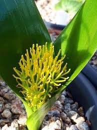 Image result for Daubenya