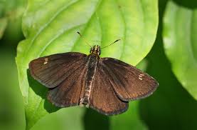 Image result for Heteropterus morpheus