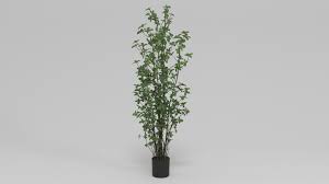 A wide variety of ficus rubber tree options are available to you, such as material, commercial buyer, and room space. 3d Model Faux Rubber Tree With Pot 60 Green Cgtrader