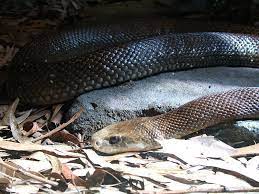Pin On Snakes