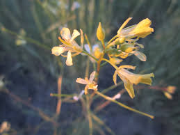 Image result for Sisymbrium burchellii