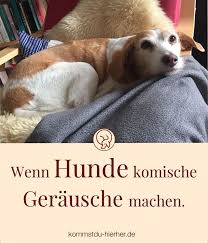 Das Tier Macht Gerausche Kommst Du Hierher Hunde Hunde Gerausche Hundeverhalten