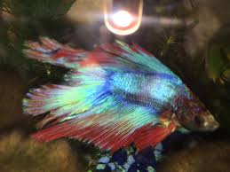 Pretty Sure My Betta Has Velvet Does Api General Cure Work My Aquarium Club